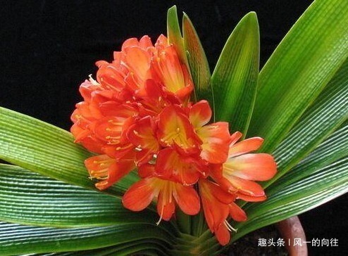 雷区|家养君子兰,这“3个”雷区千万不要踩,不然黄叶是家常便饭