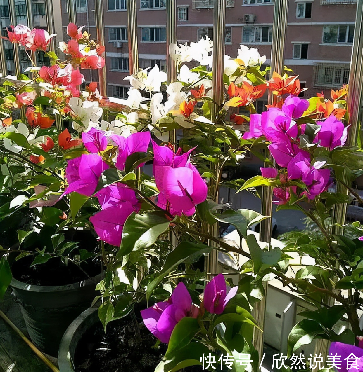 什么淘米水、啤酒水都不如“这样”施肥，用对方法，才能多开花