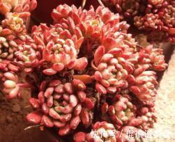 6种普货多肉,颜值高好养护,长成悬崖桩,看起来真过瘾!