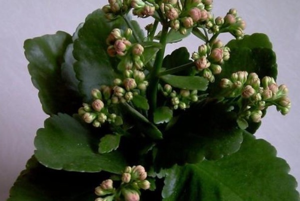 孕蕾开花量|长寿花不开花就打顶,你可能正在犯一个低级错误,切记这句话