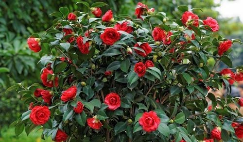 养“茶花盆栽”,“长势”瘦弱不饱满,做好5个方面,枝多花也多