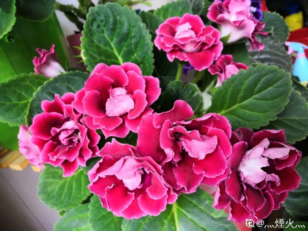 蓝目菊|蓝雪花妥妥的开花机器，花量大、花期长，让人不得不爱