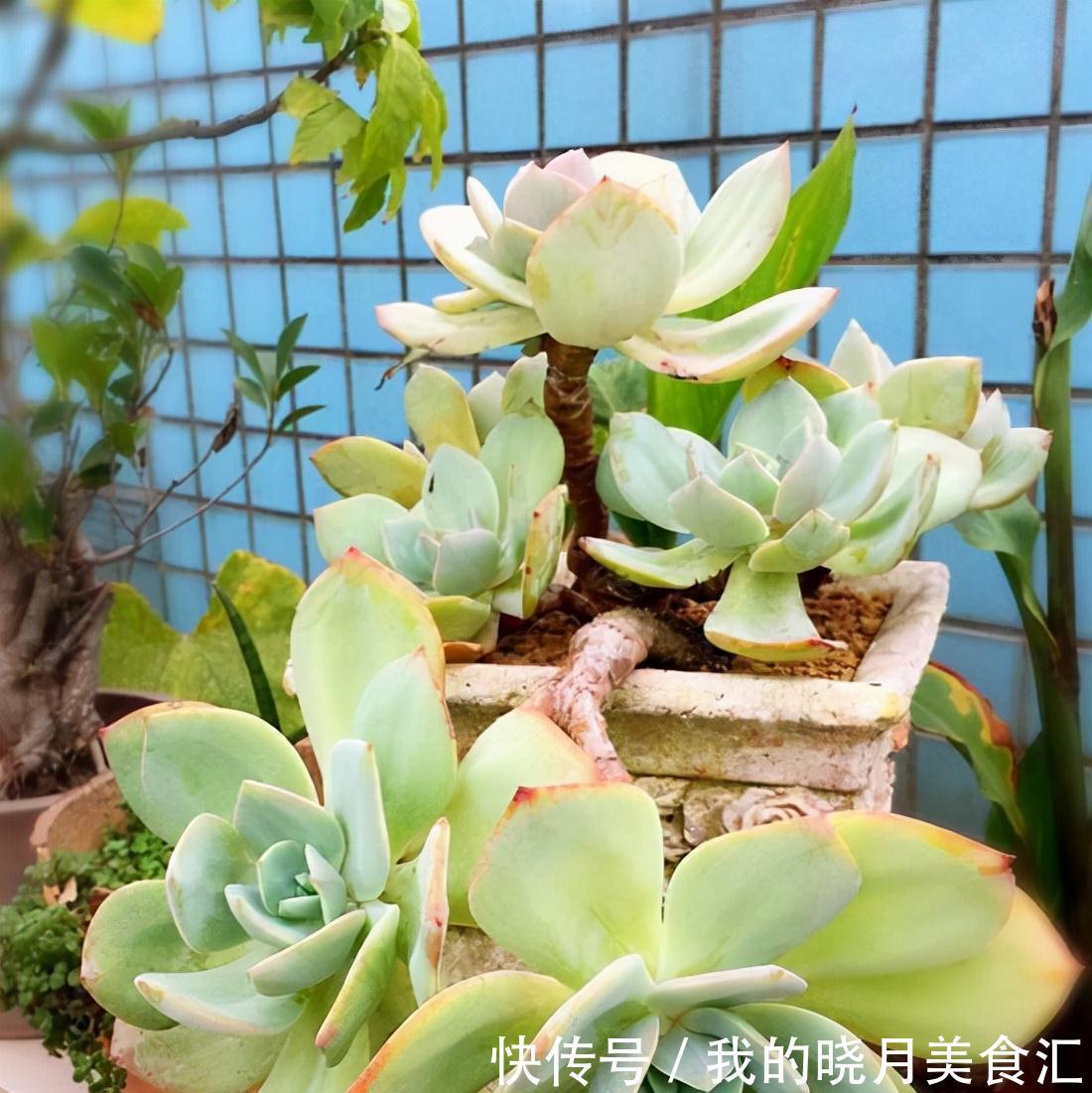 越养越丑的“三多肉”，已经拉入新手黑名单，别再把它们当作宝
