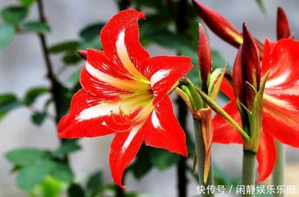 养这5样植物,将修剪做到位,才能年年抽枝发芽、长爆盆!