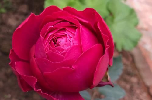  南北|最受欢迎的3种花，花大色艳，花期跨三季，种植容易，南北都能养