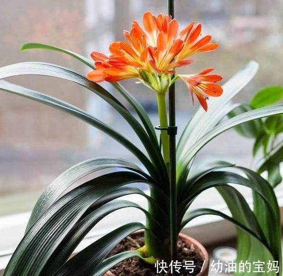 想要君子兰开花艳，花期长，教你学4招，很管用，快来试试吧