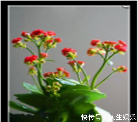 爆盆|长寿花只长叶不开花,教你两招,迅速开花爆盆