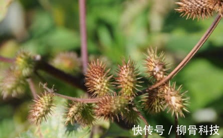 本草纲目|李时珍称它为风湿克星,祛风止痛,老寒腿关节炎都被“赶跑”