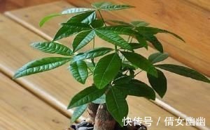 平安树|客厅不要乱养花,要养就养这三盆高贵大方的,保平安又旺财