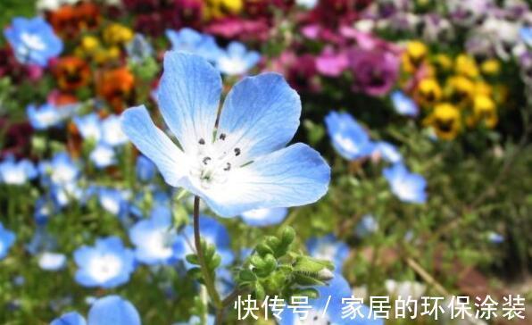 清新|农历7月19号起,最适合养这些花,花朵清新优雅,充满生机