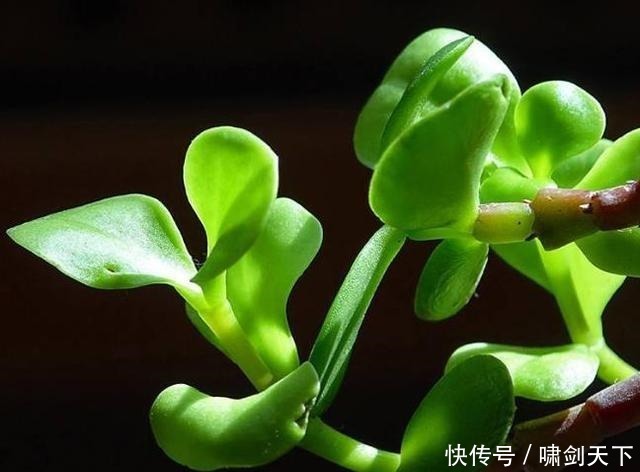 轻易|做人,别轻易把自己的这三个“死穴”暴露给别人