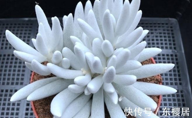 多肉植物|叶片裹在蚕丝,里的趣味多肉植物银月
