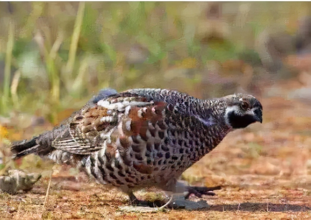 八珍|华夏古八珍竟是这八样东西,第八种可以天天吃,是一种不健康食品