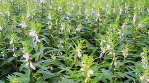 食物|会吃的人更健康,3种食物要多吃,补充营养、改善体质