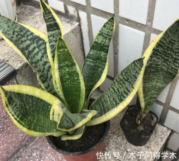 君子兰生长不佳，就喂一些“醋”，根系更壮硕，花朵更艳了