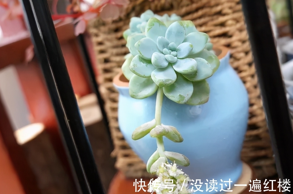 烦恼多肉开花该不该留?搞清楚“为什么”,想留就留、想剪就剪