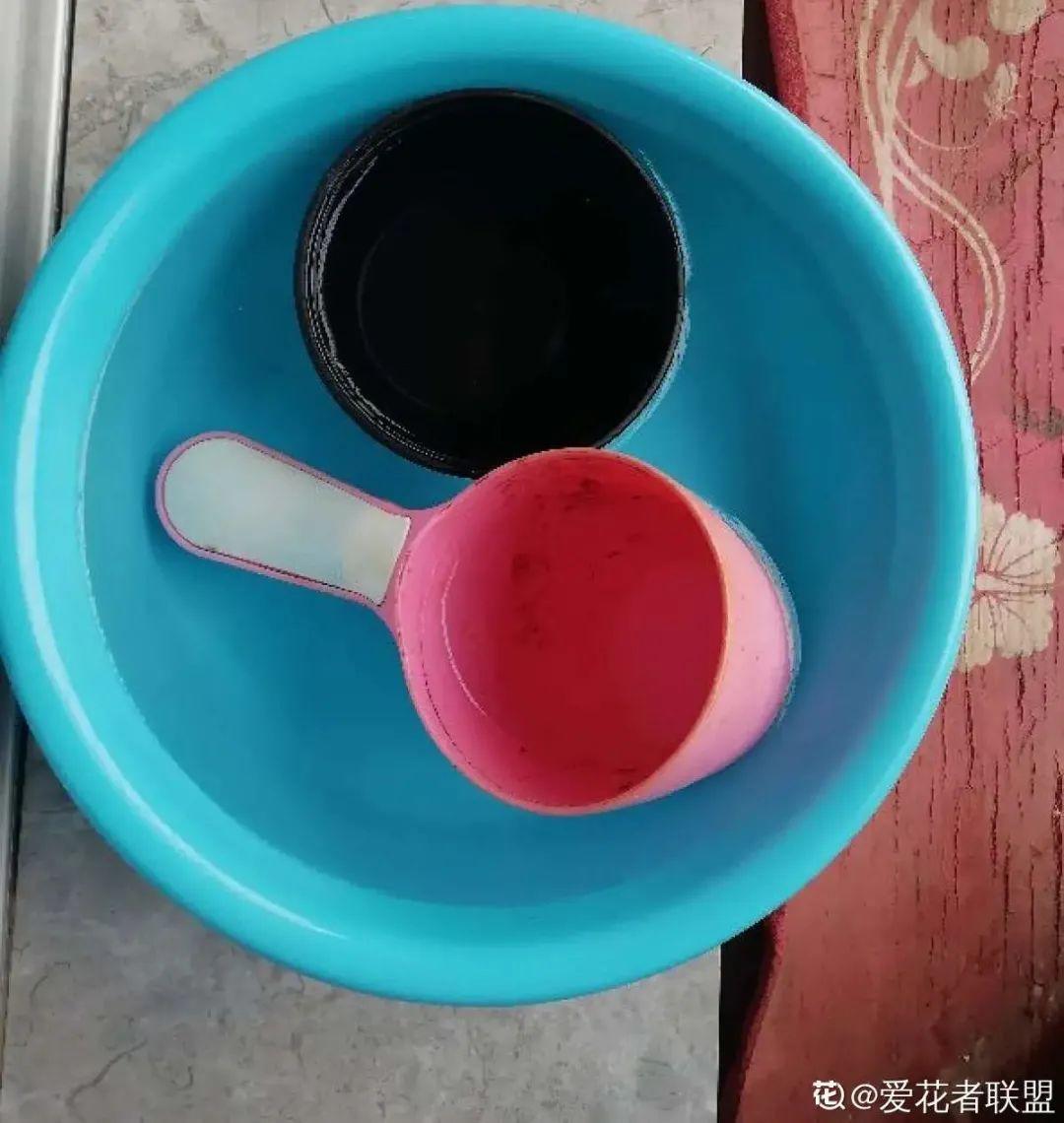 黄叶|给花浇水掺点白醋,植物根比萝卜还粗,健壮不黄叶