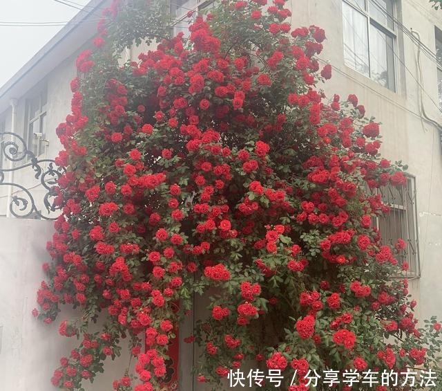 大哥图省钱,给蔷薇浇“金汁”,如今长到2层楼高,花开上万朵!