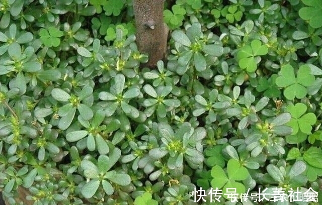 胆固醇|小时候摘它喂鸡鸭,现在被誉为“长寿菜”,一斤10块,抢着要