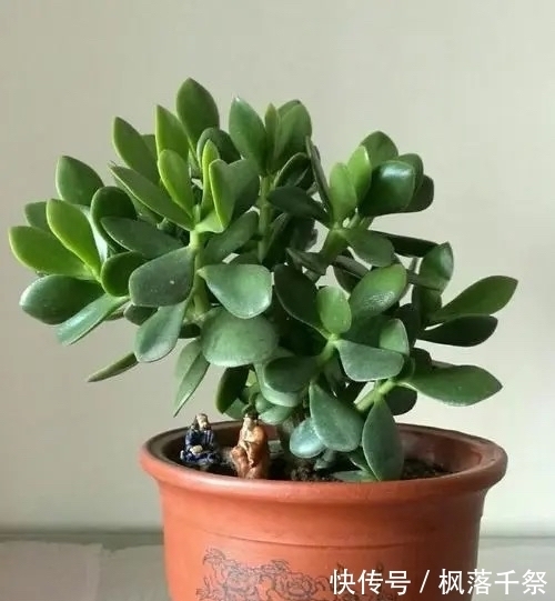 玉树|8月养玉树盆景，3件事不能做，叶翠绿厚实枝壮实，漂亮有精神