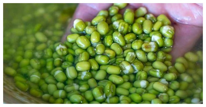 在家发豆芽原来这么简单,又粗又嫩不会烂,做法超简单,4天开吃