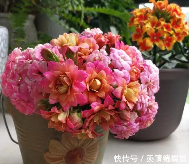 这6种漂亮花,天一热就死,夏天别再买,白花钱养不活