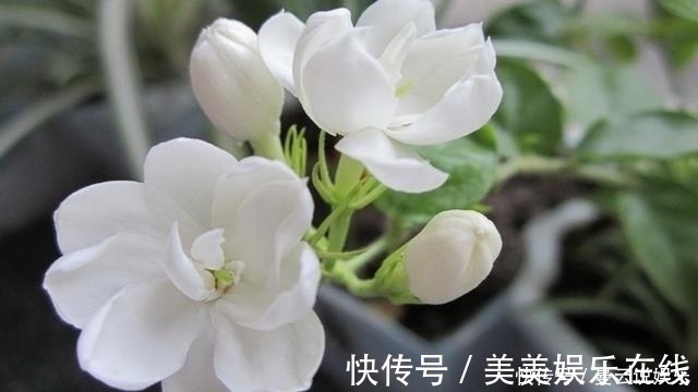 家里种上这5种香花,一年四季不出门都能闻到花香