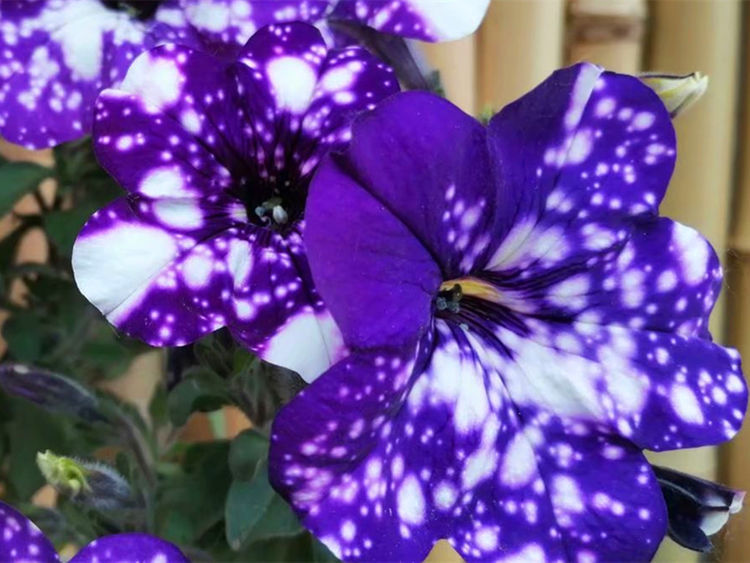 天竺葵|从6月29日起,家养此款花卉,仙气十足颜值高,颜色艳丽开满花盆