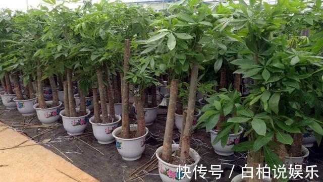 镇宅|四种花不要轻易送人,放在家中,养人又镇宅,尤其是最后一种!