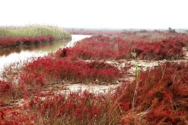 中国最美六大沼泽湿地，养在深闺无人识，去过的都惊叹不已