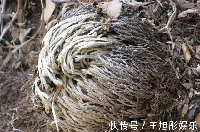 卷柏|石缝里看到“它”,别去踩,挖2棵种花盆上,1年成“盆景”,美!