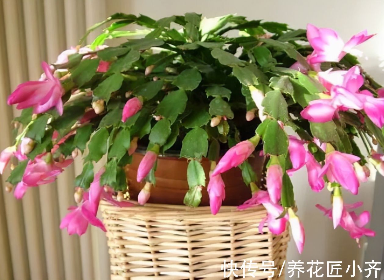 养分|如果蟹爪兰满头花苞,“6怕”要记住,让它开花爆盆,否则会落蕾