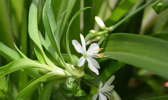 4种花很好养,耐热耐晒更耐旱,比牡丹还美,年年开花美翻