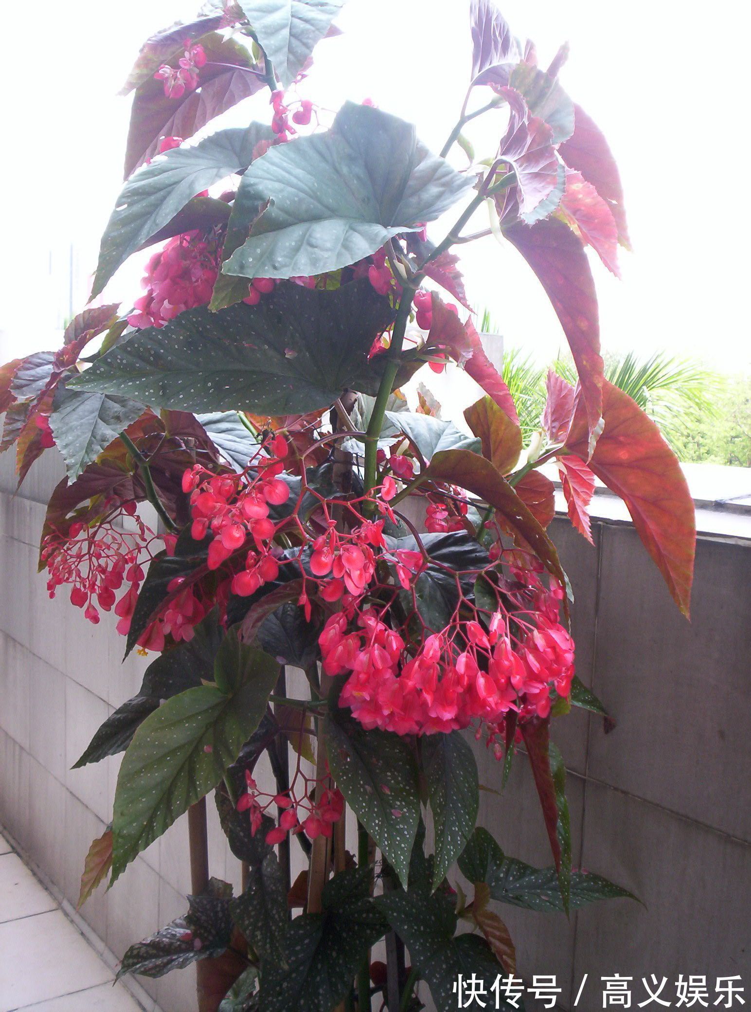 开花最勤的室内盆栽,全年开花,观赏价值高,栽培容易,值得入手