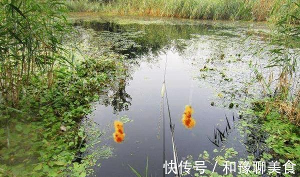 钓鱼技巧：民间野钓大板鲫绝杀招数，蘸米钓的操作要点！