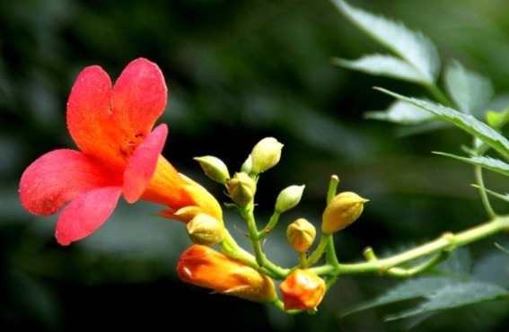 喜欢养花,不如养盆茶花,叶子青翠,花儿娇小艳丽,美爆了