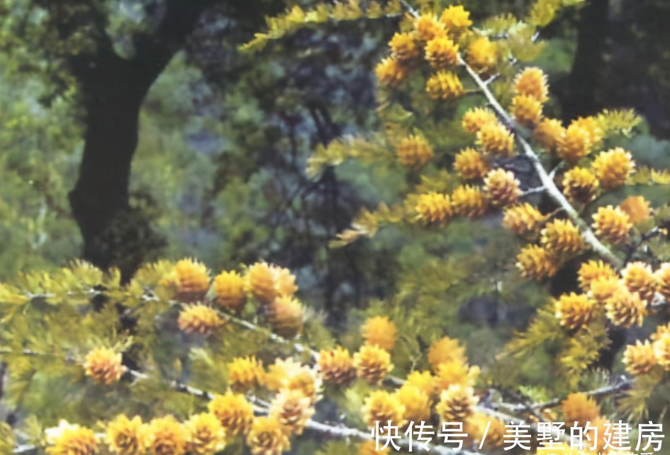 铜钱草|9种“带钱花”，家里养一盆，寓意财源滚滚来，最后2种你见吗？