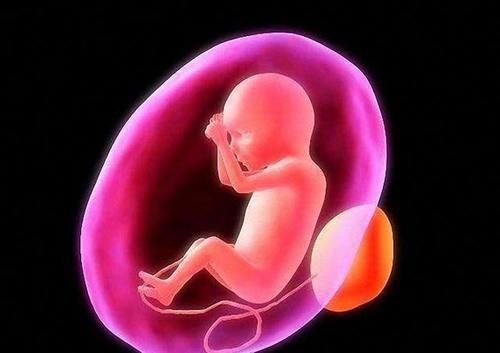 时间|关在子宫的十个月，胎宝宝每天都在干嘛
