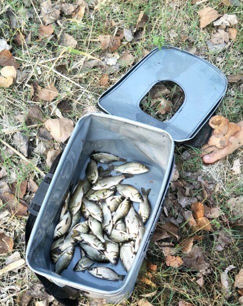 野钓|野钓必杀饵料,通杀青草鲤,大鱼一条接一条,拉杆到手臂疼