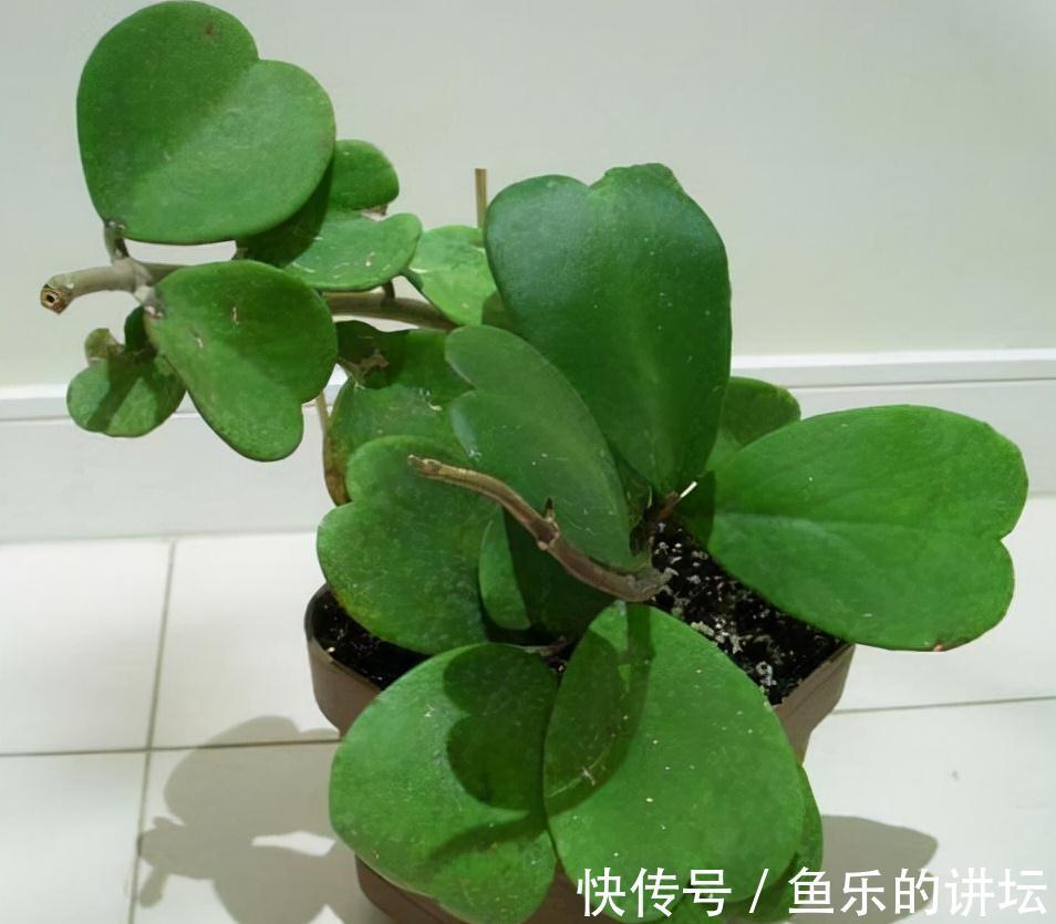 农历九月十八霜降后，养什么花？家里养3种花，吉庆有余合家欢乐