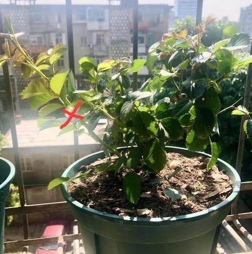 月季花株型总是长不好?学会正确的打顶方法株型长的正!