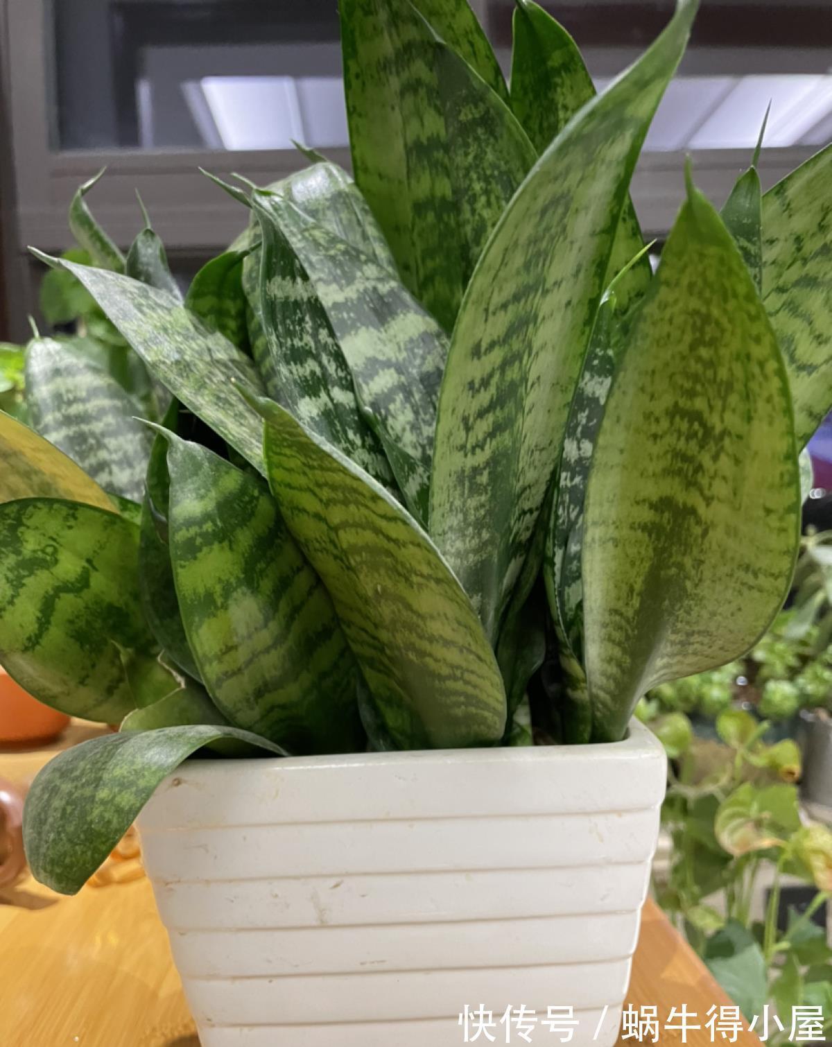 卧室|室内养花不能贪多，养得太多对身体不好，适量最重要