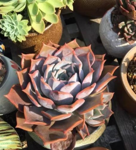 多肉植物|秋天养盆多肉露西娜,越晒颜色越粉嫩,仙气十足惹人爱