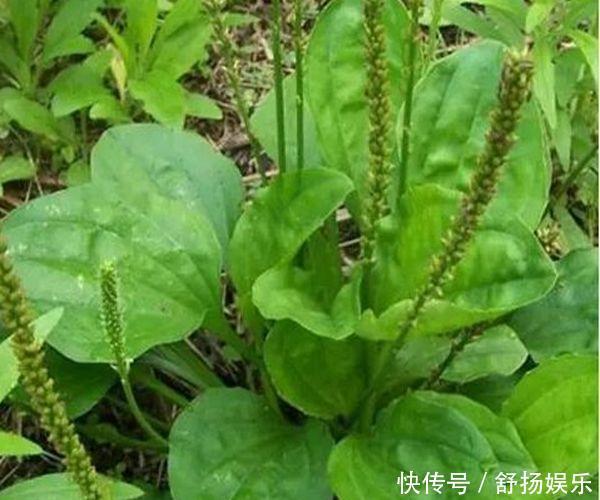 車前草能抗癌別再被忽悠了,真實(shí)功效有3個,卻少有人知