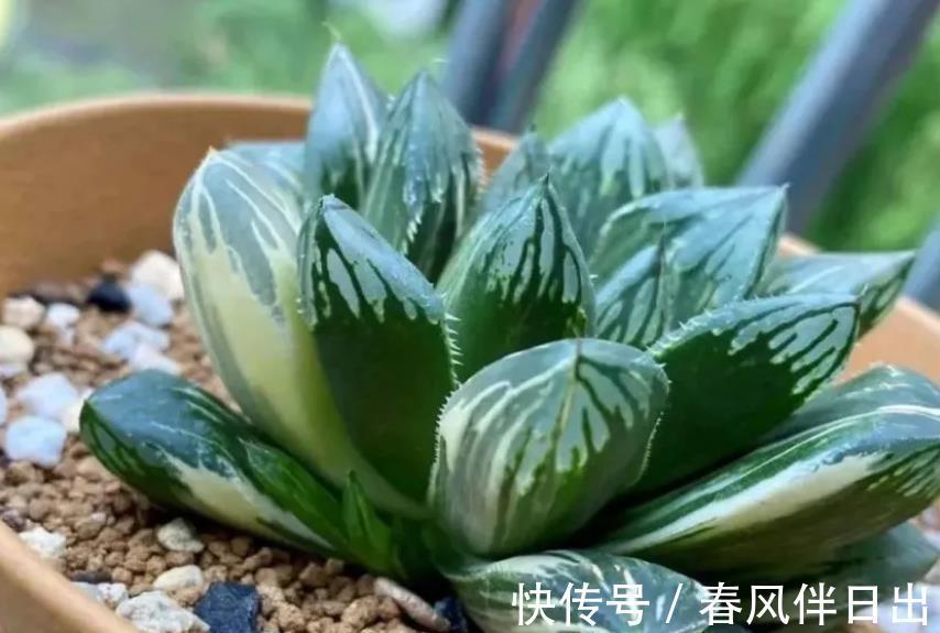 多肉|叶插多肉植物玉露,注意3个技巧才不容易出问题