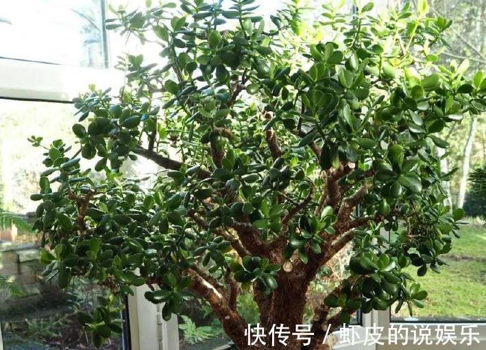 此种盆栽,1个月浇一次水,花开上百朵,轻轻松松活几十年