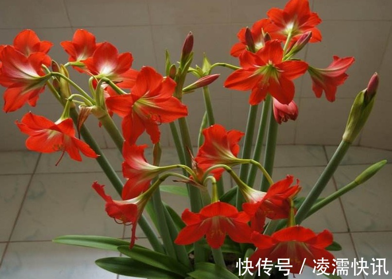 养朱顶红,3个“禁忌”别触碰,否则叶子全黄,根系腐烂难开花