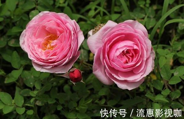 茶梅|喜欢菊花,不如养盆“精品玫瑰”安吉拉夫人,花香袭人姹紫嫣红!