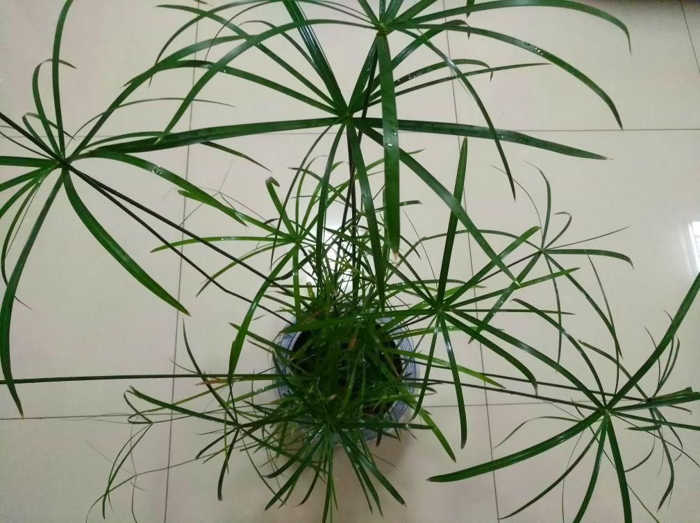 不常见的5种绿植,养过3种就是大神,你养了几种?