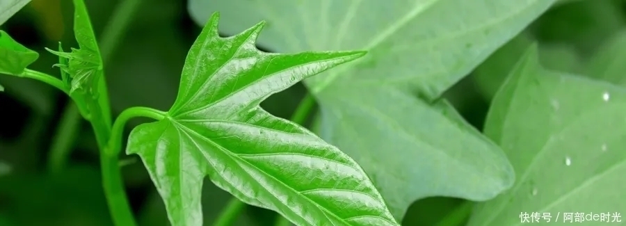 火麻仁|别吃红薯了，它才是“长寿菜”！润肠通便，百岁老人吃了几十年